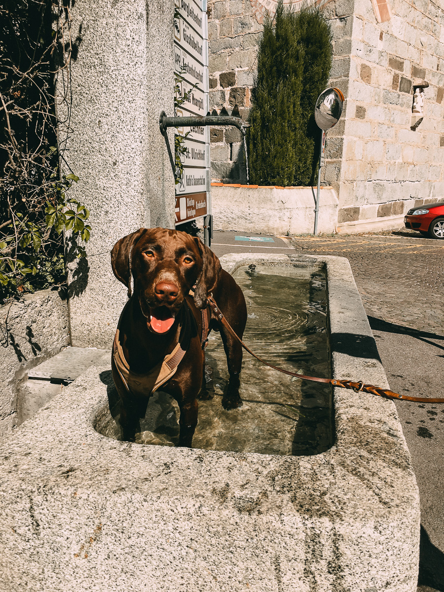 Hund in Brunnen